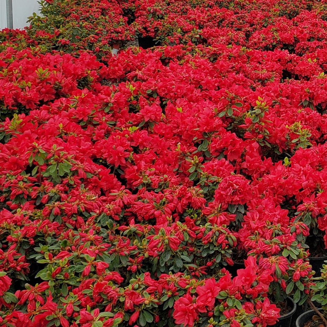 Azalea Encore® Autumn Bonfire®