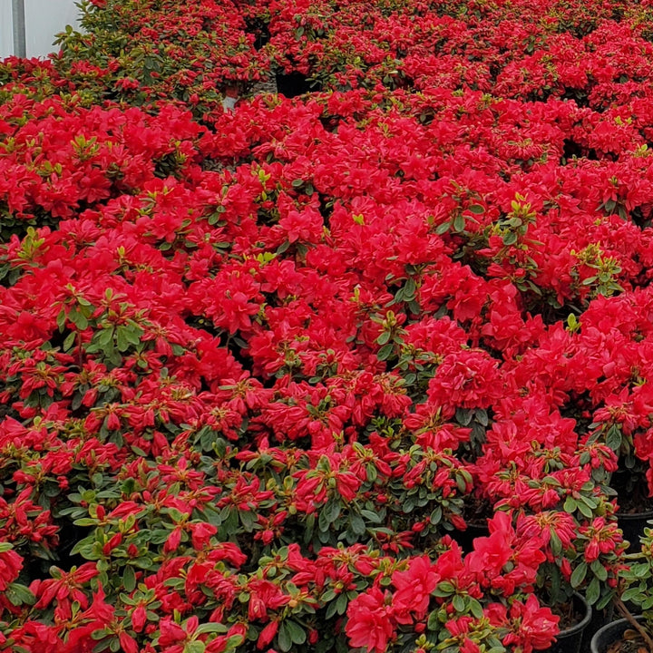 Azalea Encore® Autumn Bonfire®