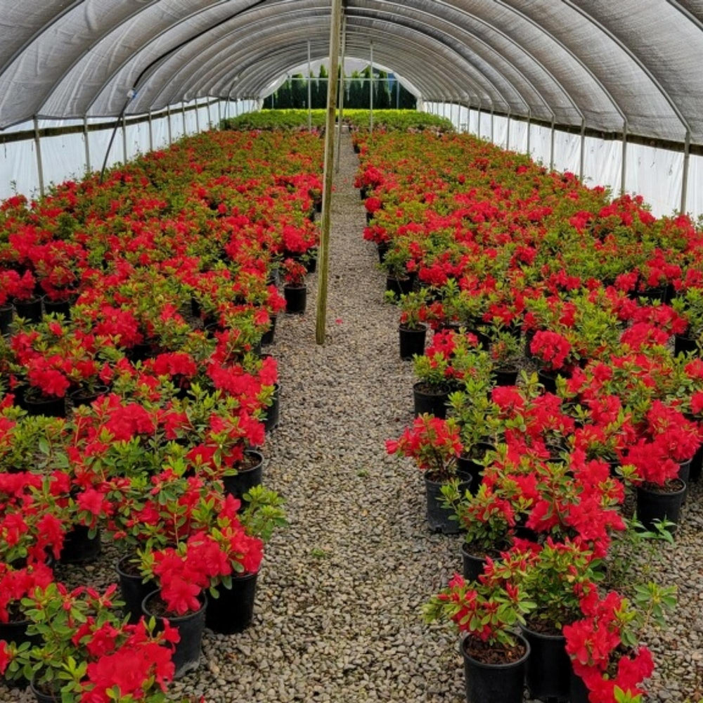 Azalea Encore® Autumn Bonfire®