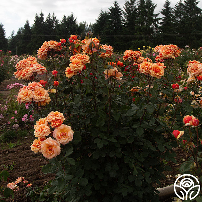 Large Face Roses About Face Rose - Grandiflora - Lightly Fragrant – Heirloom Roses