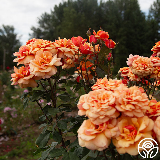 Large Face Roses About Face Rose - Grandiflora - Lightly Fragrant – Heirloom Roses