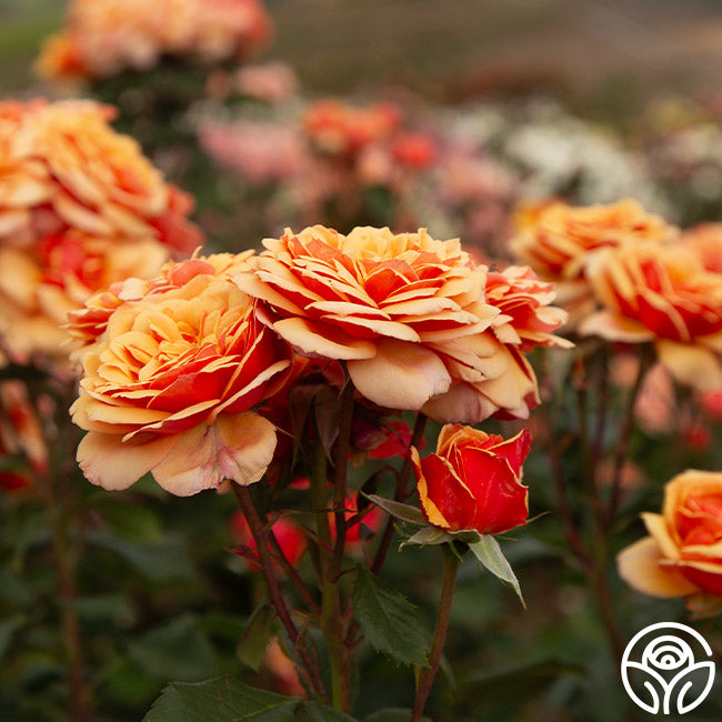 Large Face Roses About Face Rose - Grandiflora - Lightly Fragrant – Heirloom Roses