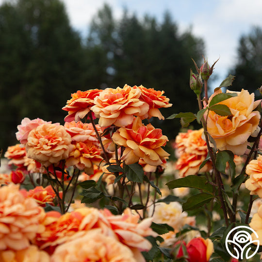 Large Face Roses About Face Rose - Grandiflora - Lightly Fragrant – Heirloom Roses