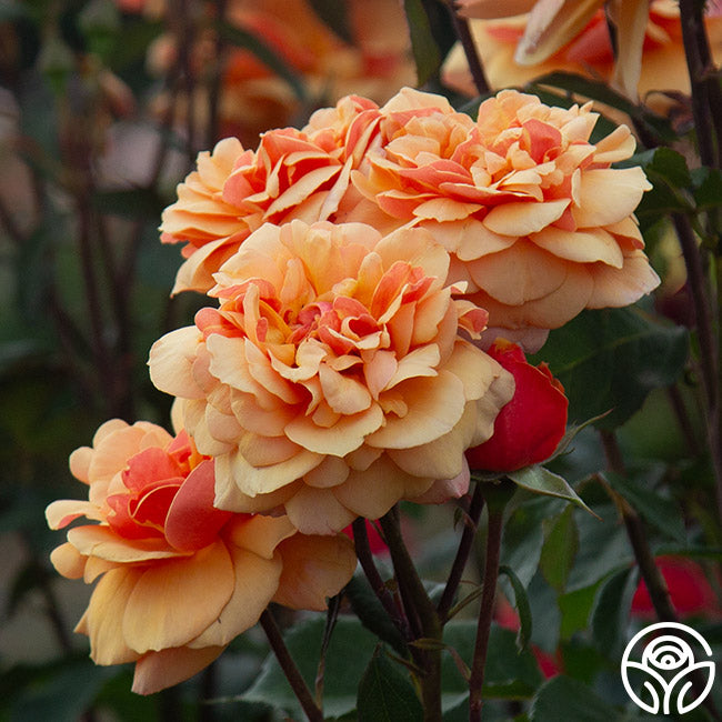 Large Face Roses About Face Rose - Grandiflora - Lightly Fragrant – Heirloom Roses