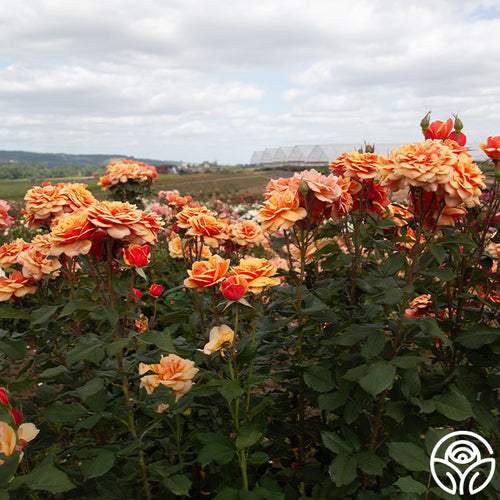 grandiflora rose seeds Own-root One Gallon About Face Grandiflora Rose by Heirloom Roses