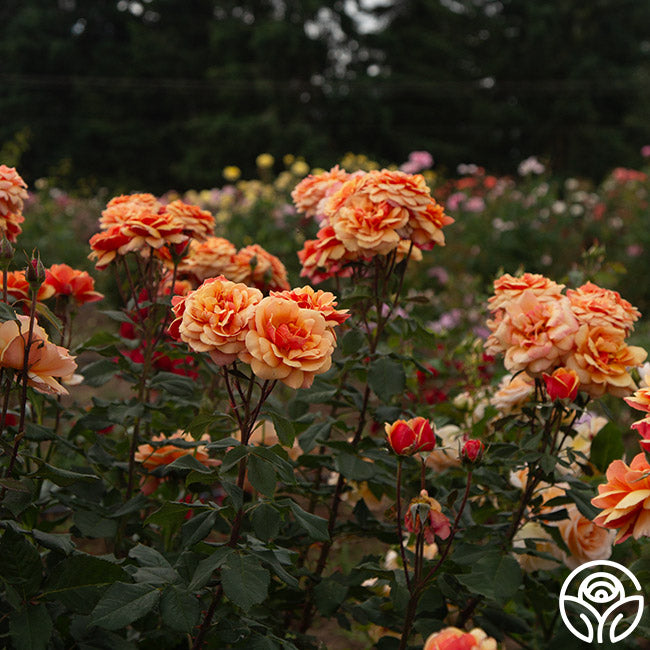 Open Faced Roses About Face Rose - Grandiflora - Lightly Fragrant – Heirloom Roses