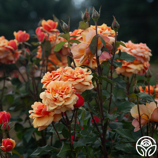 Open Faced Roses About Face Rose - Grandiflora - Lightly Fragrant – Heirloom Roses