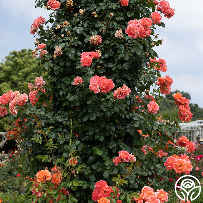 Above All™ | Orange Climbing Roses Rose Bush – Heirloom Roses