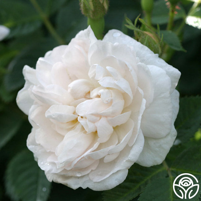 花 ALBAROSA Alba Maxima Albas Rose | Fragrant Rose Bush – Heirloom Roses