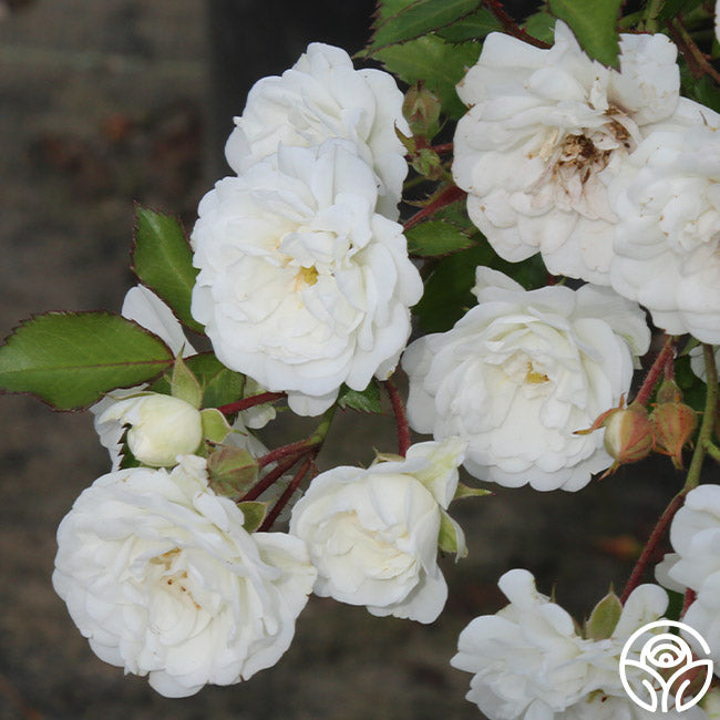 Alba MeidilandLandscape Rose | White Rose Plant – Heirloom Roses