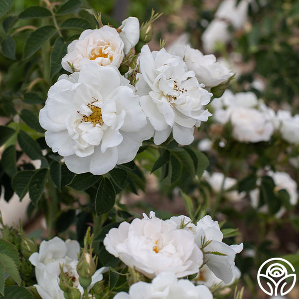 花 ALBAROSA Alba Maxima Albas Rose | Fragrant Rose Bush – Heirloom