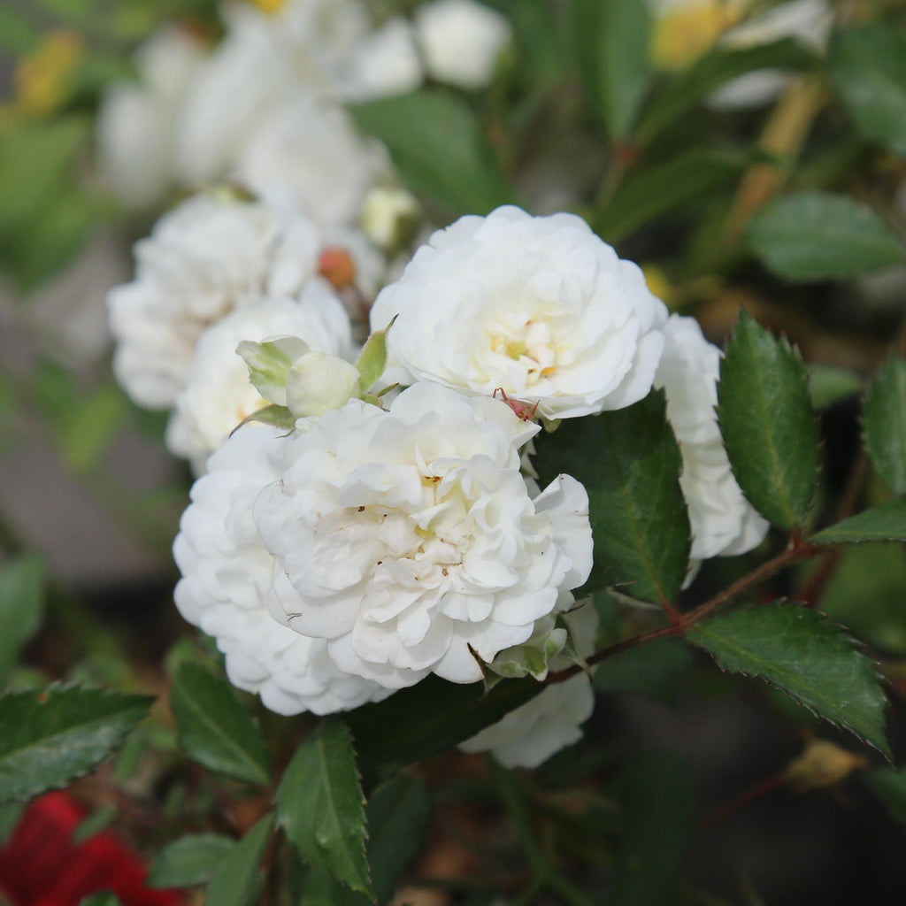 Alba Meidiland®