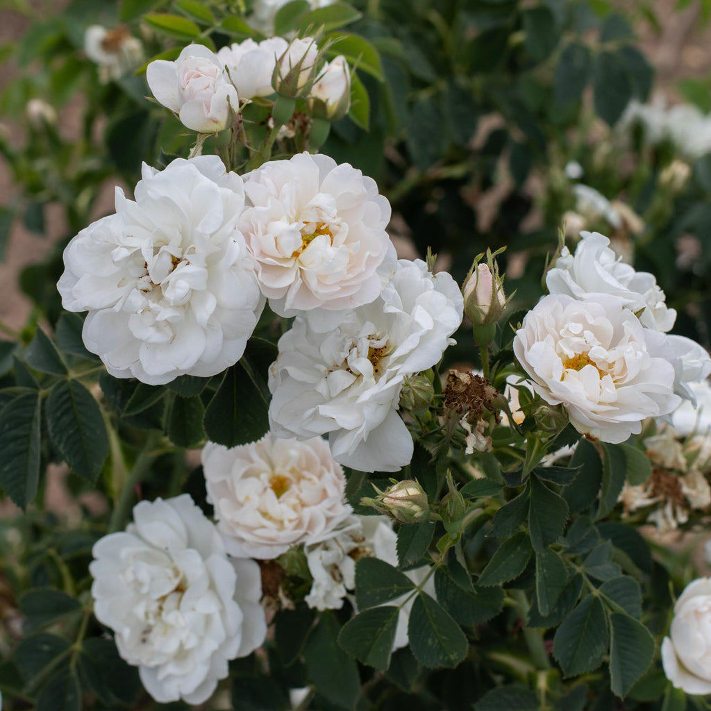 Alba Maxima
