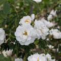 Alba Maxima