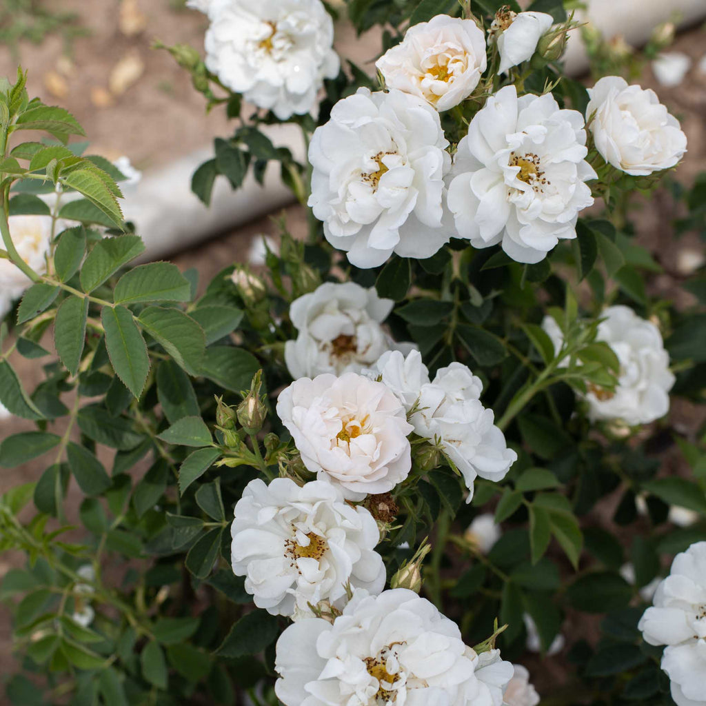 Alba Maxima