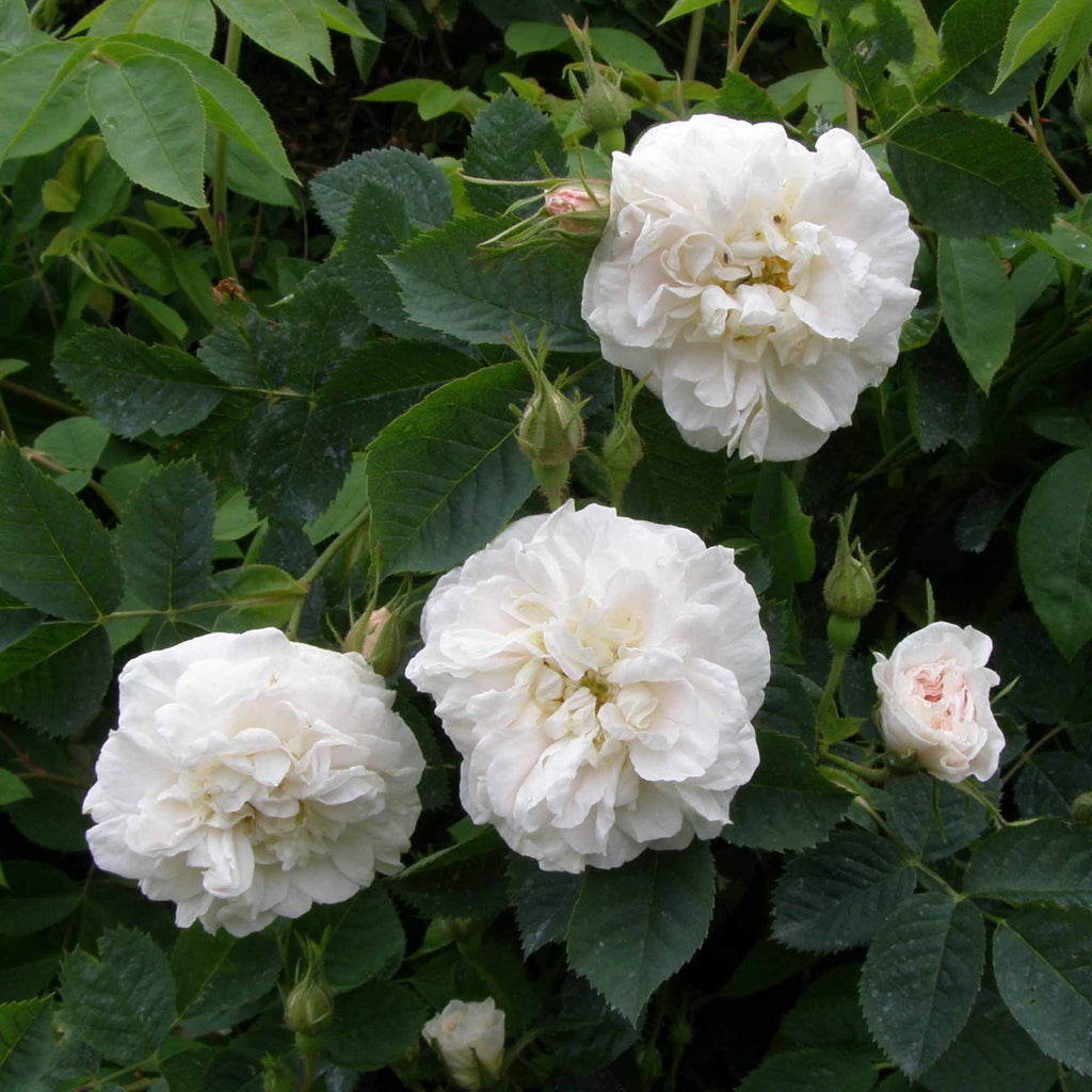 Alba Maxima
