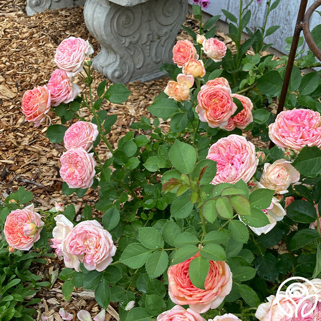 Alchemist Rose Alchymist Rose - Climbing Roses - Very Fragrant – Heirloom Roses