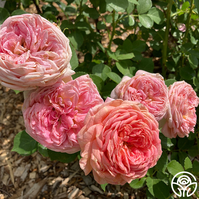Alchemist Rose Alchymist Rose - Climbing Roses - Very Fragrant – Heirloom Roses