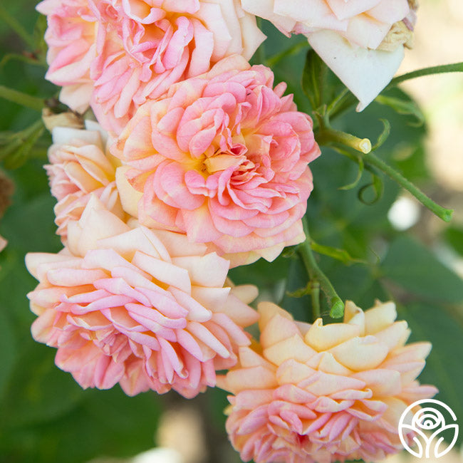 Alchemist Rose Alchymist Rose Climber _ Large Flowered Climbing Rose, Shrub Rose ...