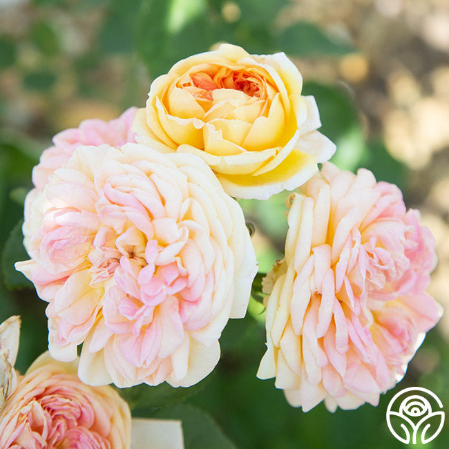 Alchemist Rose Alchymist Rose - Climbing Roses - Very Fragrant – Heirloom Roses