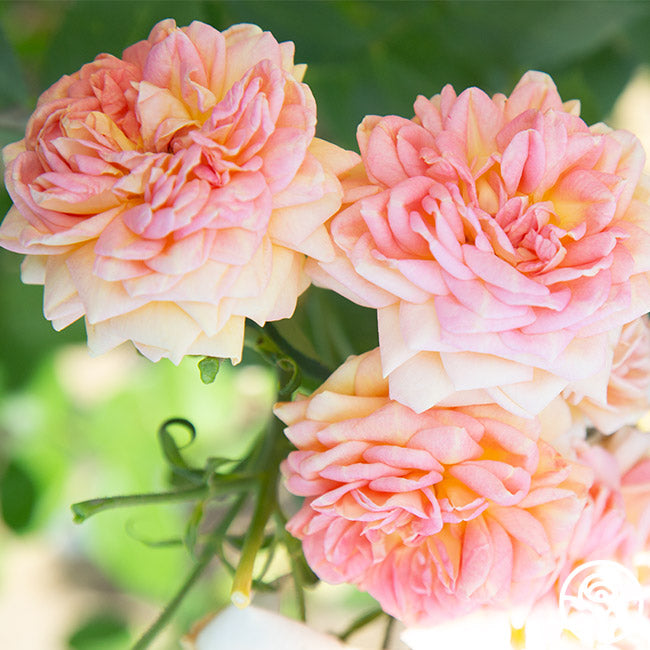 Alchemist Rose Alchymist Rose - Climbing Roses - Very Fragrant – Heirloom Roses