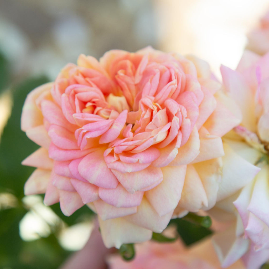 Alchemist Rose Alchymist Climbing Rose | Fragrant Rose Bush – Heirloom