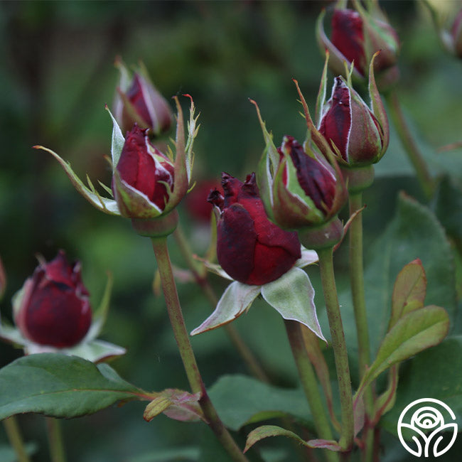 Alec's Red Rose - Hybrid Tea - Exceptionally Fragrant – Heirloom Roses