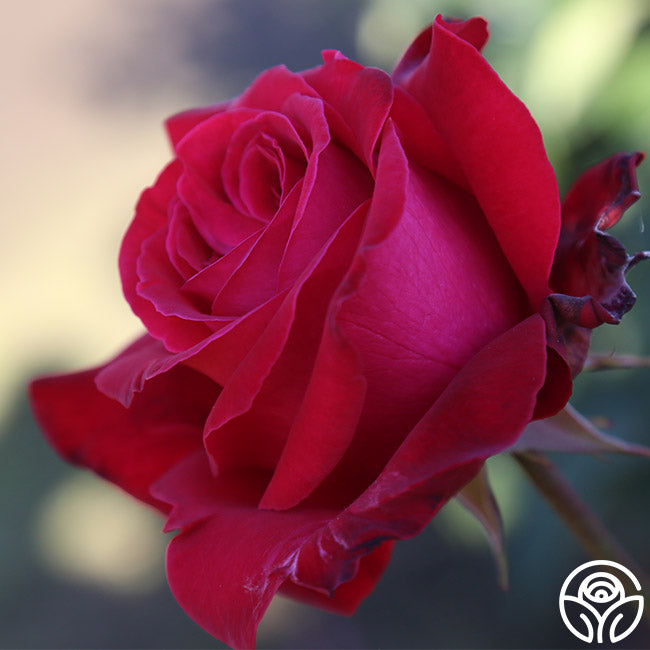 Alec's Red Rose - Hybrid Tea - Exceptionally Fragrant – Heirloom Roses