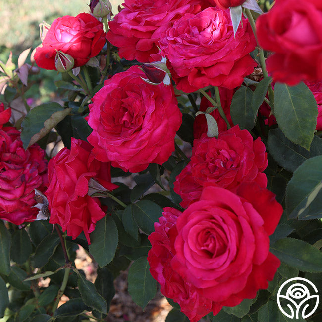 Alec's Red Rose - Hybrid Tea - Exceptionally Fragrant – Heirloom Roses