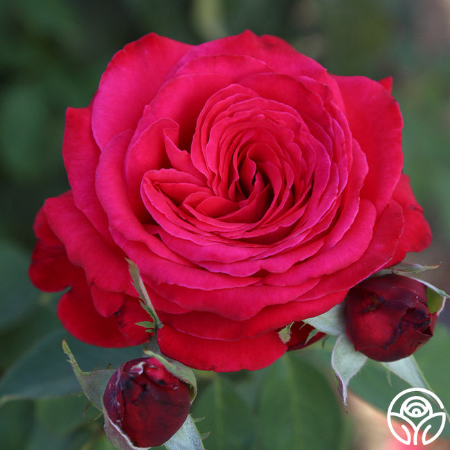 Alec's Red Rose - Hybrid Tea - Exceptionally Fragrant – Heirloom Roses