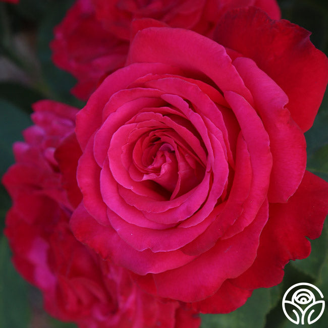 Alec's Red Rose - Hybrid Tea - Exceptionally Fragrant – Heirloom Roses