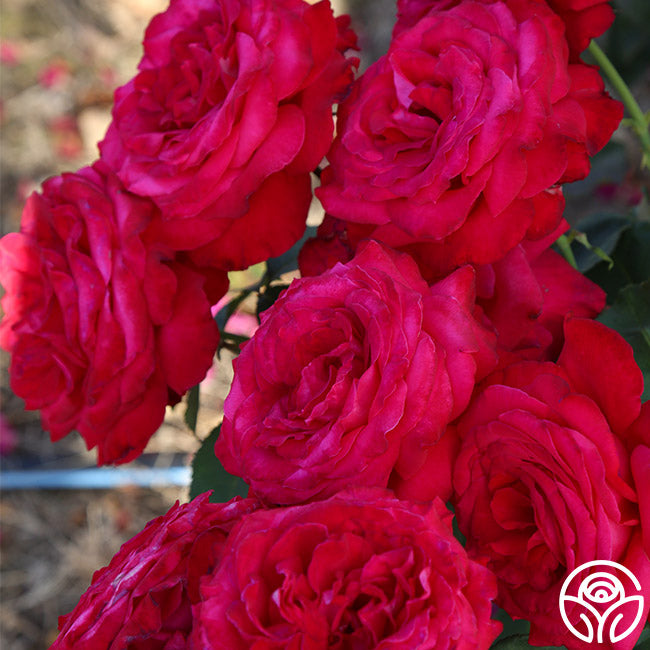 Alec's Red Rose - Hybrid Tea - Exceptionally Fragrant – Heirloom Roses