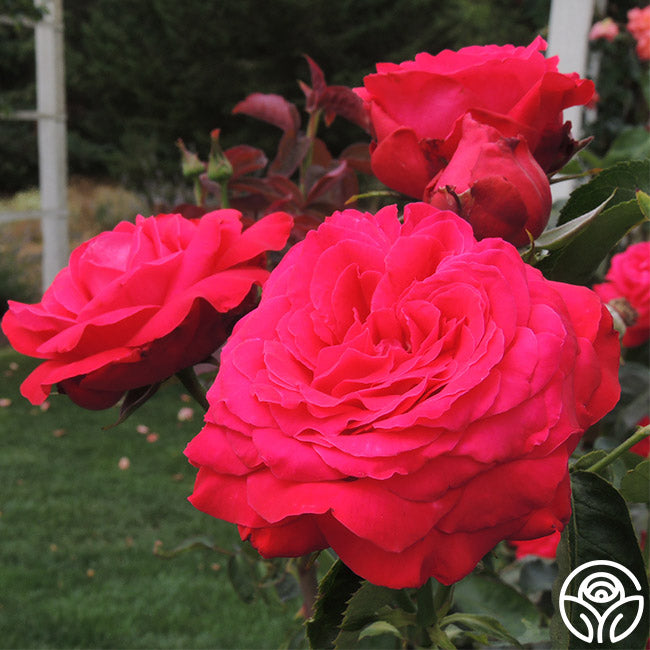 Alec's Red Rose - Hybrid Tea - Exceptionally Fragrant – Heirloom Roses