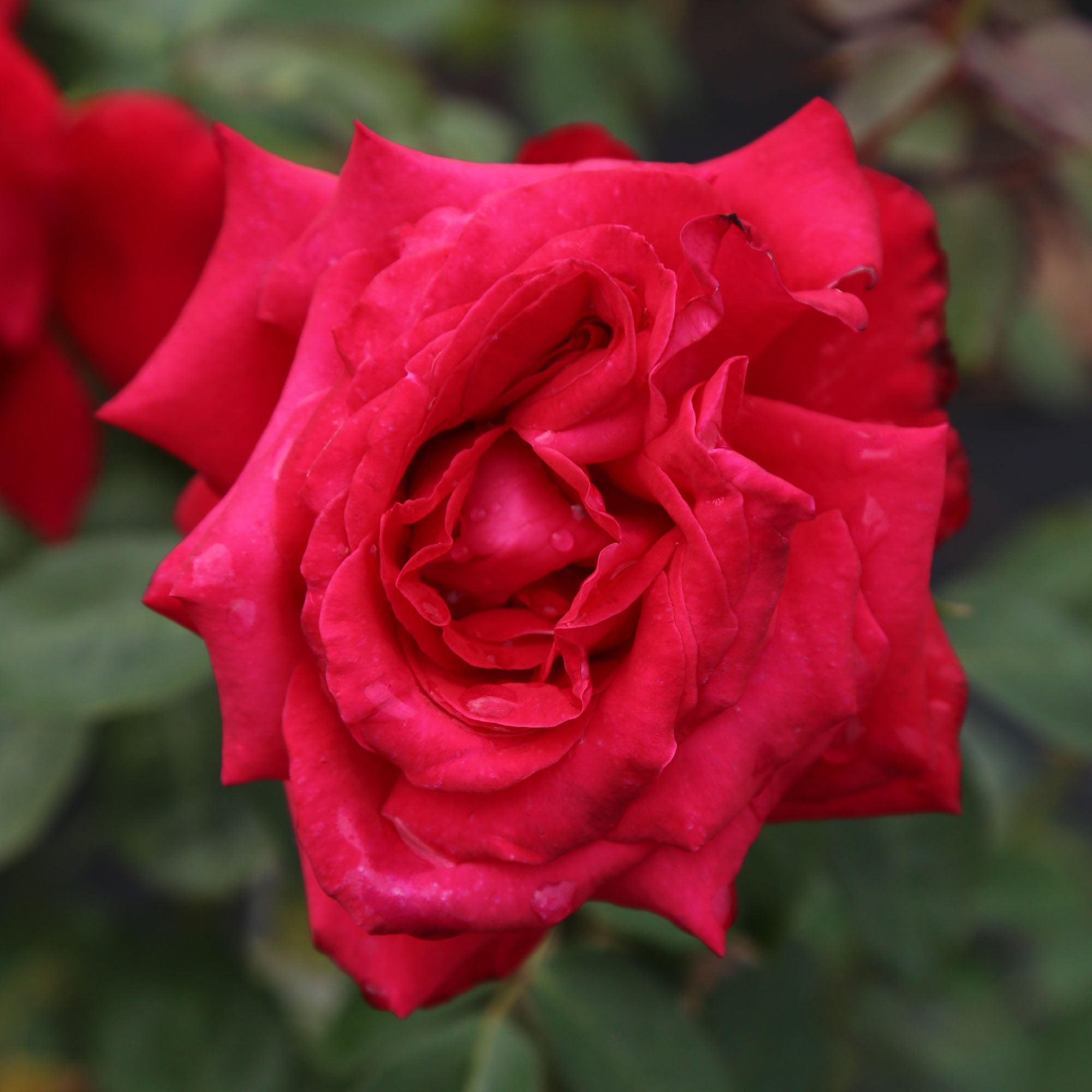 Alec's Red®