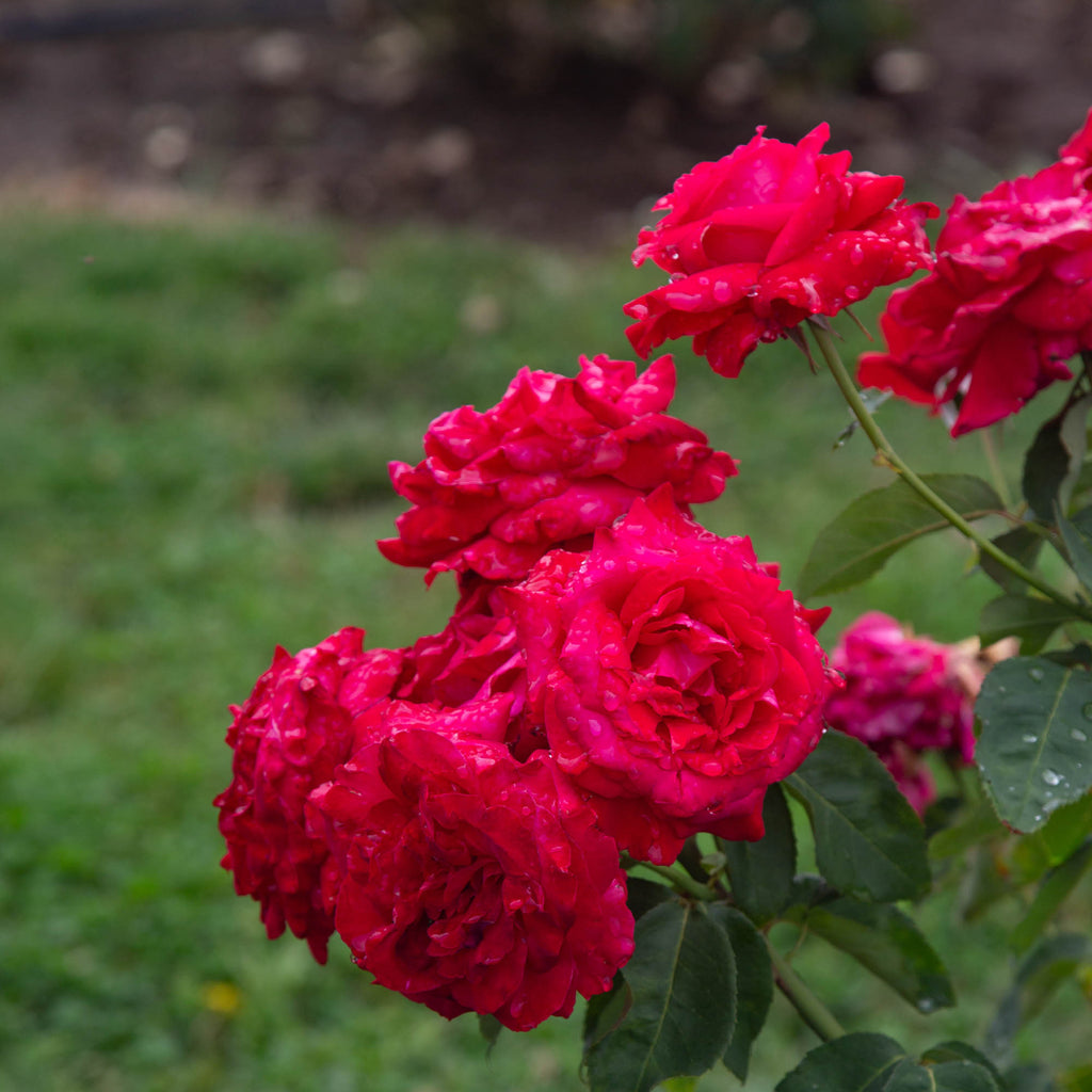 Alec's Red®