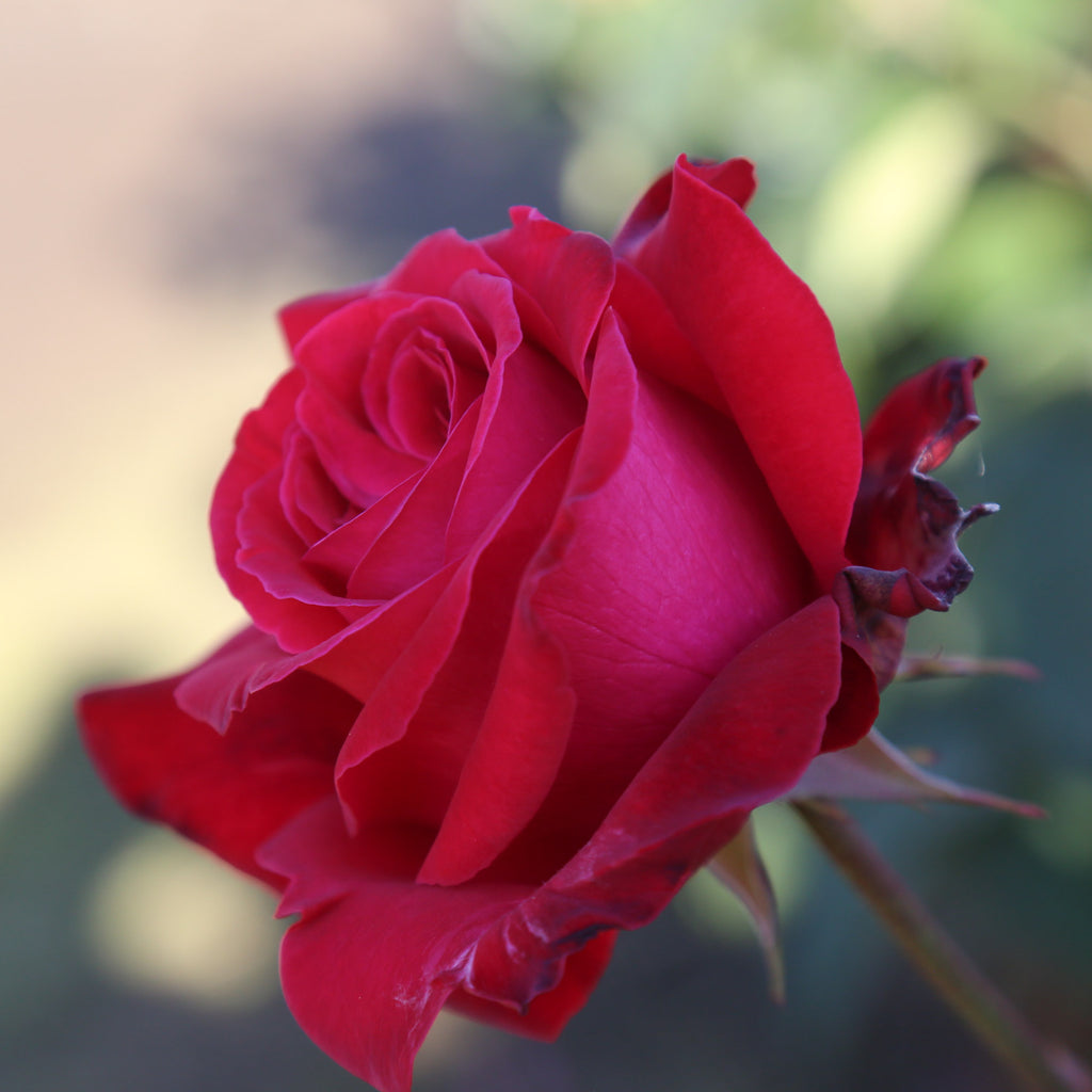 Alec's Red®