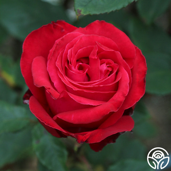 Alec's Red Rose - Hybrid Tea - Exceptionally Fragrant – Heirloom Roses