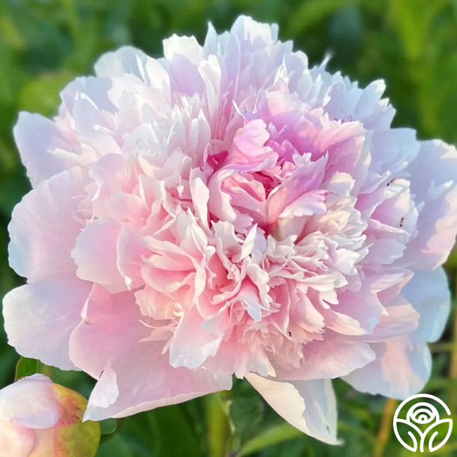 Heirloom's Alertie peony with ruffled soft pink petals