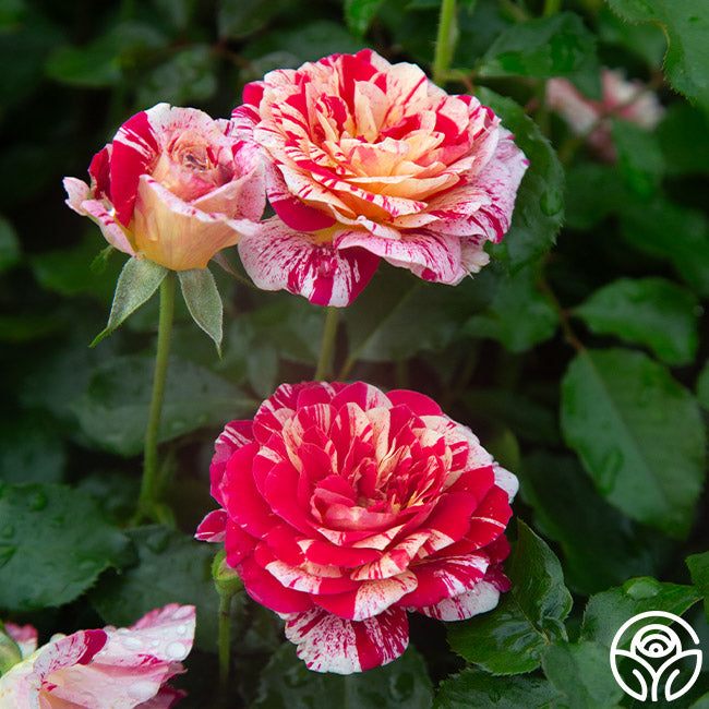 All-American Magic Grandiflora Rose | Colorful Rose Bush – Heirloom
