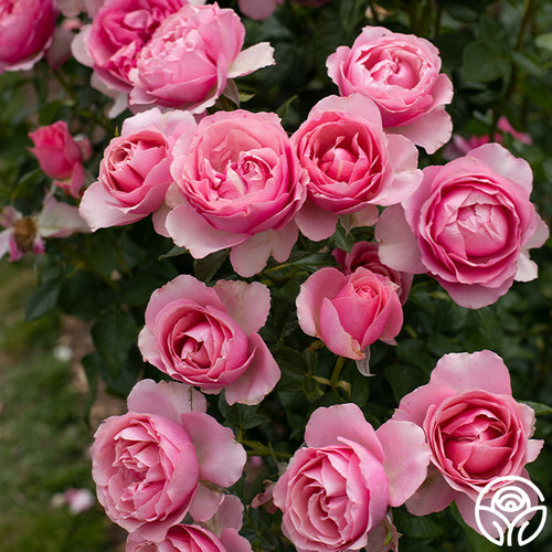 All Dressed Up