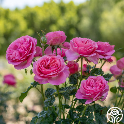 All Dressed Up™ – Heirloom Roses