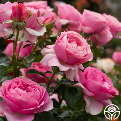 All Dressed Up™ – Heirloom Roses
