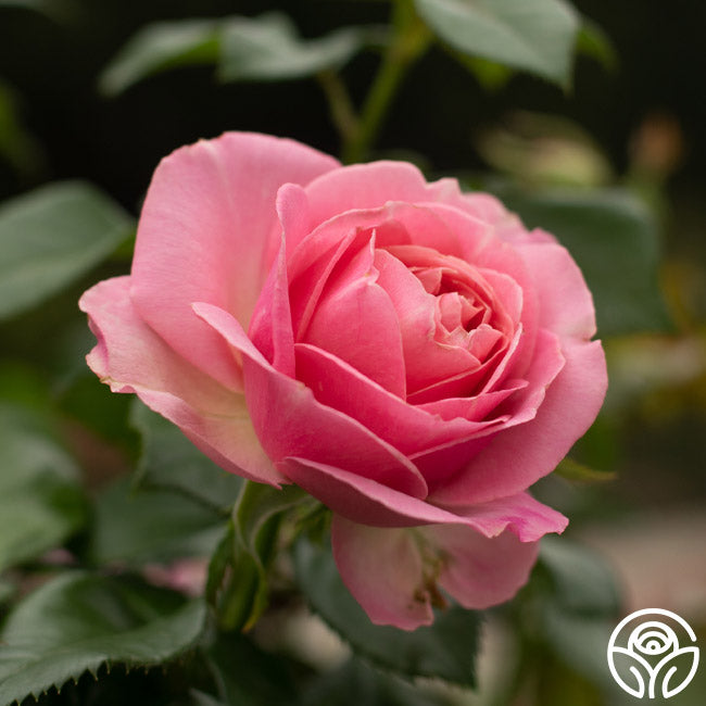All Dressed Up™ – Heirloom Roses