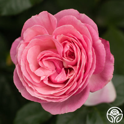 All Dressed Up™ – Heirloom Roses