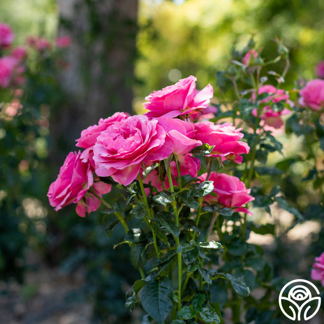 All Dressed Up™ – Heirloom Roses