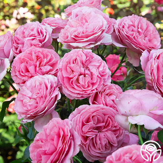 All Dressed Up™ – Heirloom Roses