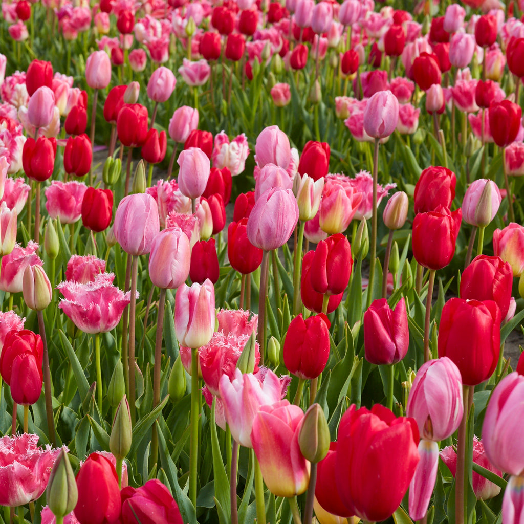 All Season Pink Mix