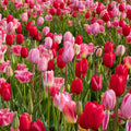 All Season Pink Mix