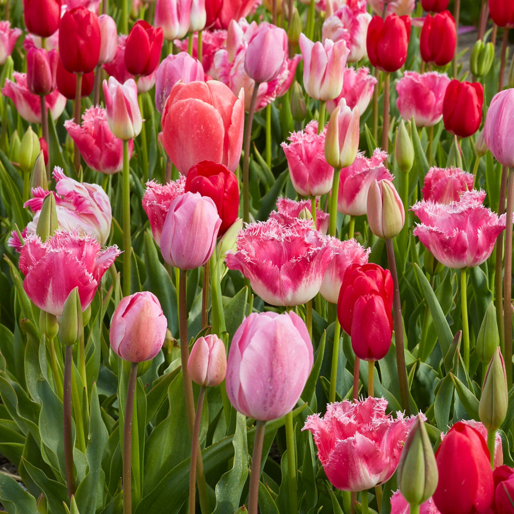 All Season Pink Mix
