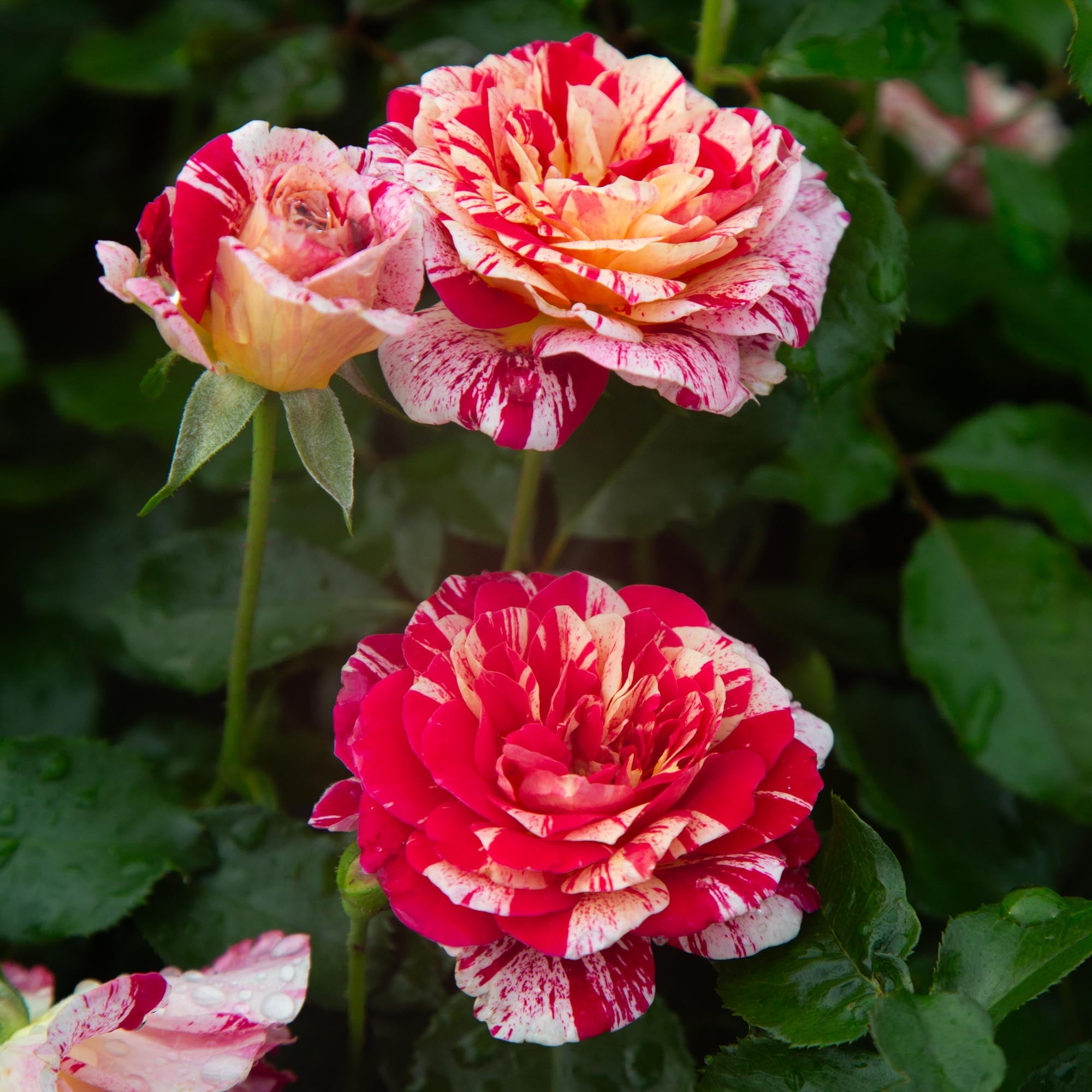 All-American Magic Grandiflora Rose | Colorful Rose Bush – Heirloom